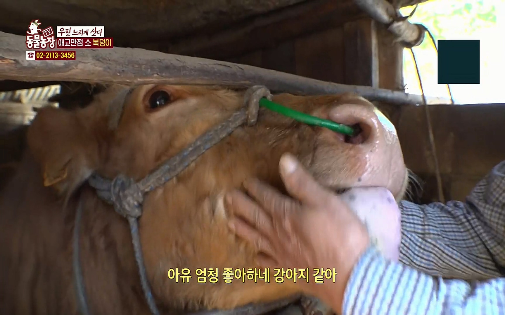 TV 동물농장.E1067.220501p.H264-F1RST.mp4_20220501_183549.904.jpg