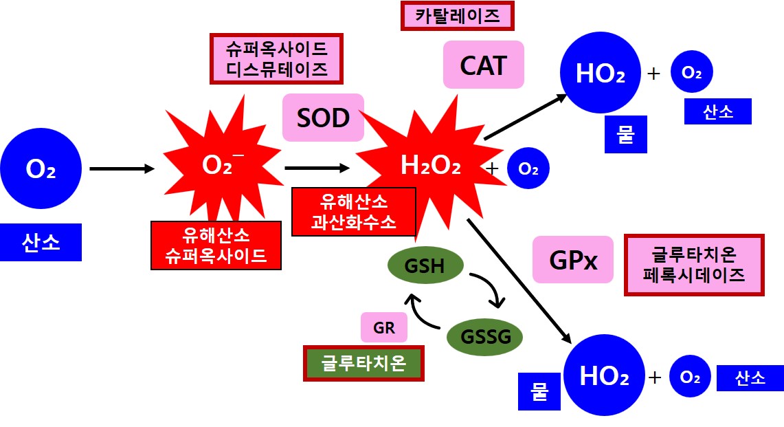 효소