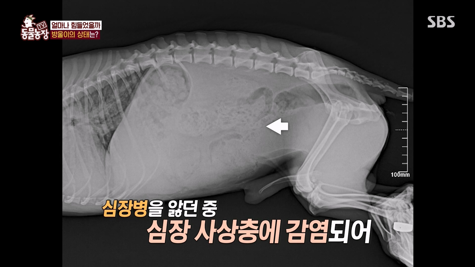 TV 동물농장.E1162.240310p-NEXT.mp4_20240310_162848.902.jpg