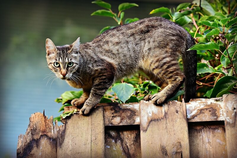 담장 위에 길 고양이 사진