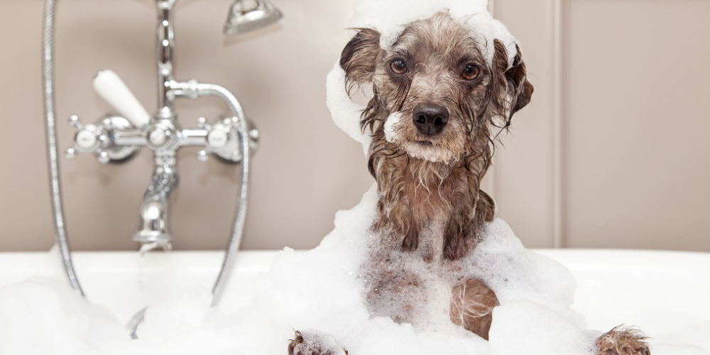 강아지 목욕 주기 1