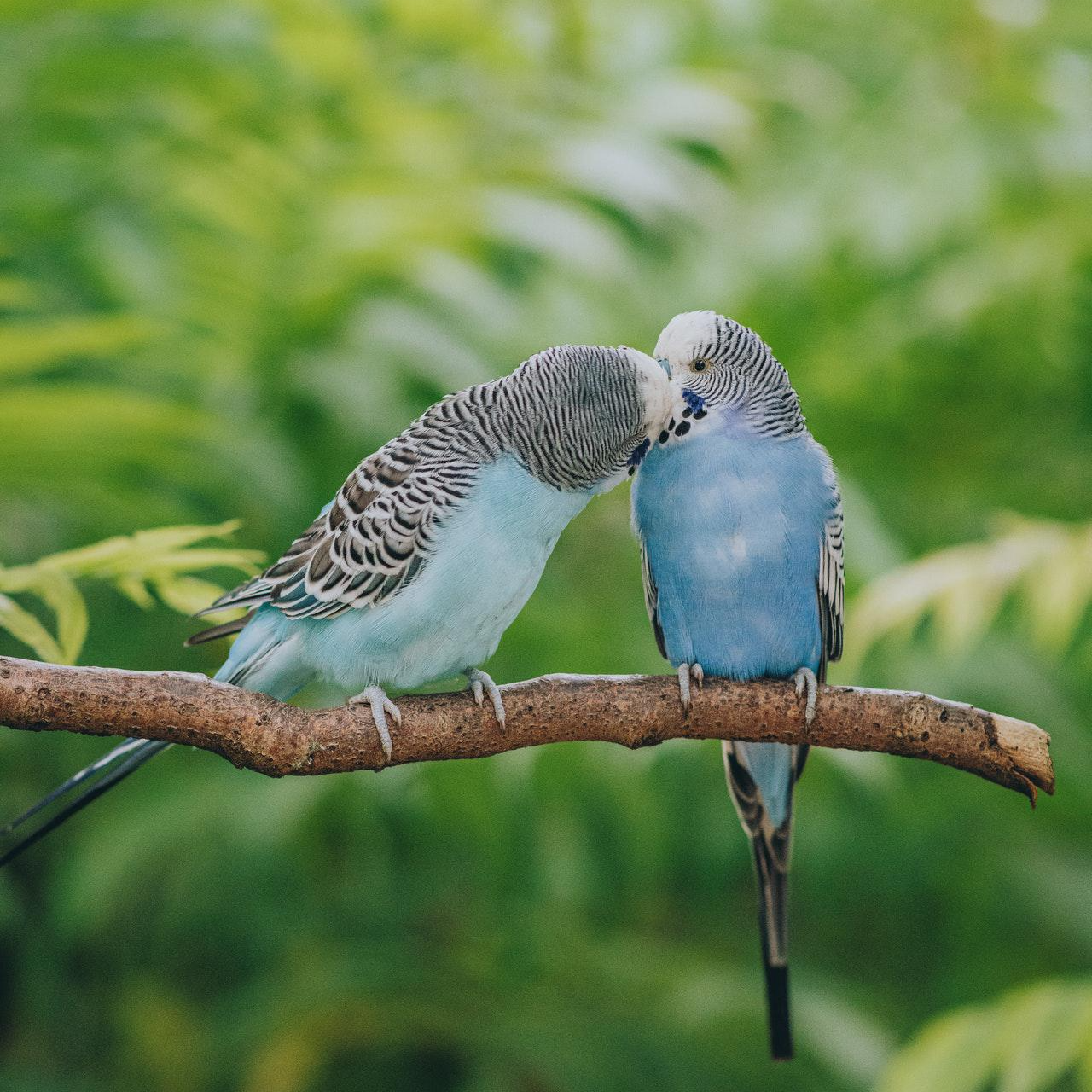 파란색 털을 가진 앵무새 한 쌍이 나뭇가지에 앉아있는 모습 