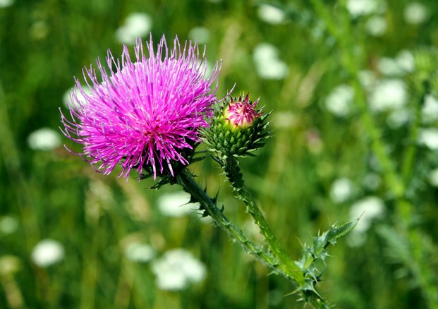 猫のボディーランゲージを理解することを学ぶ