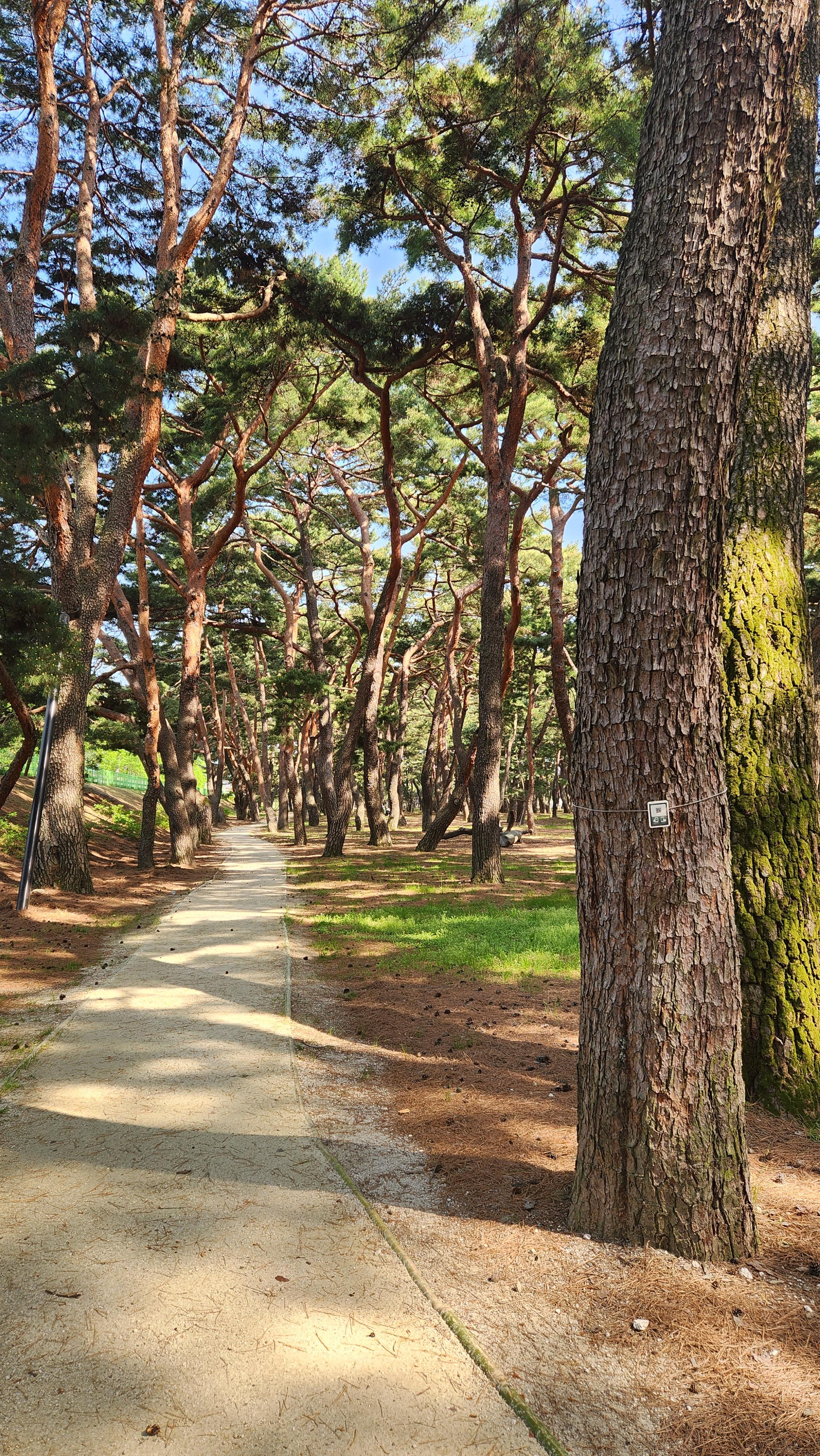 경남-하동-송림공원-산책로