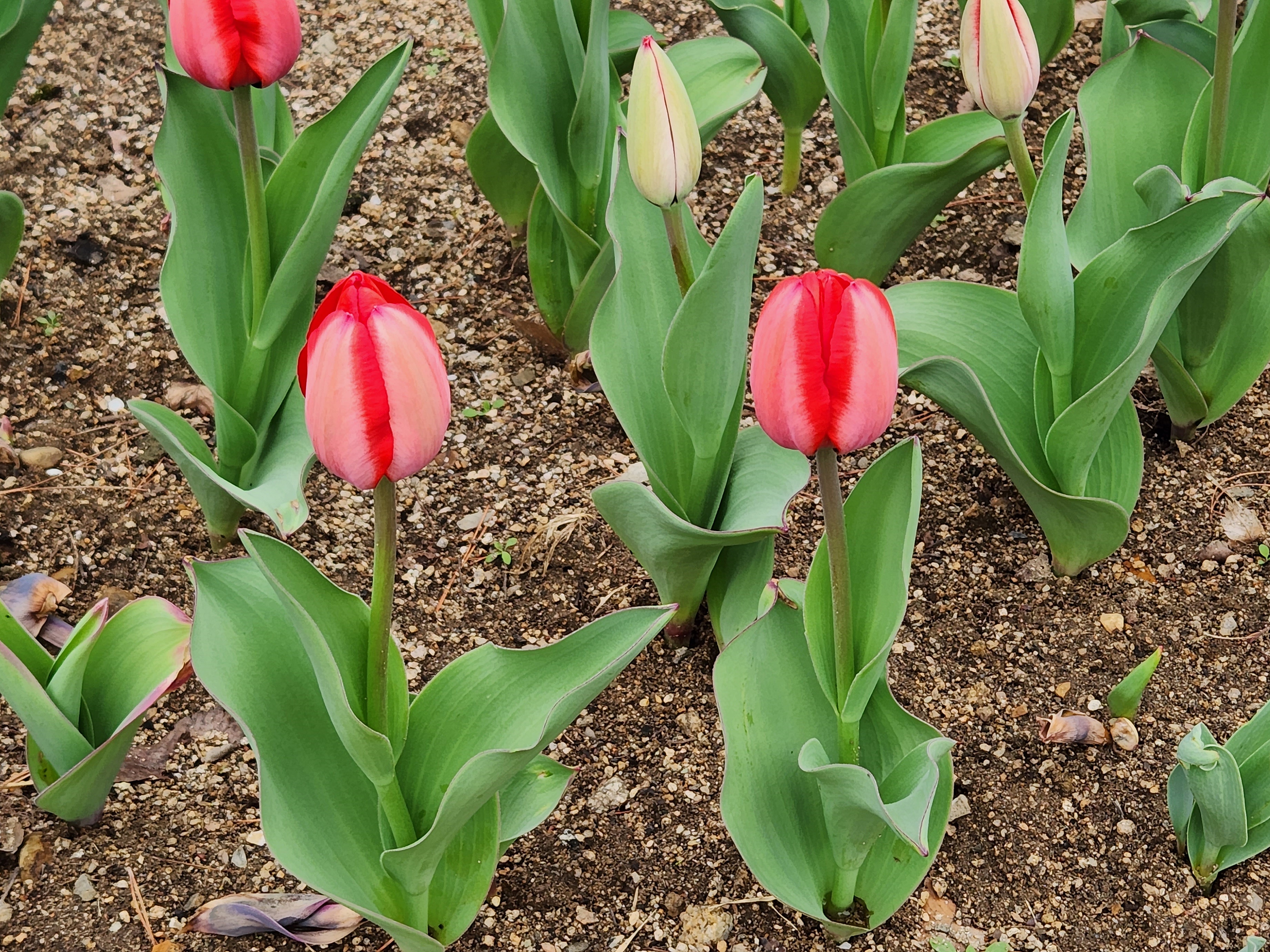 튤립 (Tulip)