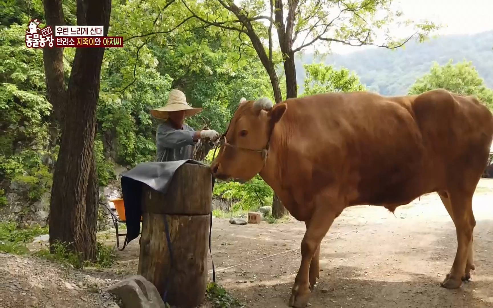 TV 동물농장.E1074.220619p.H264-F1RST.mp4_20220619_181258.351.jpg
