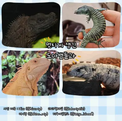 수원 파충류 동반자