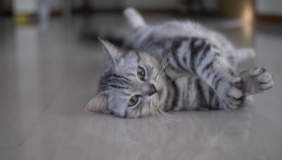 아메리칸 숏헤어 (American Shorthair)