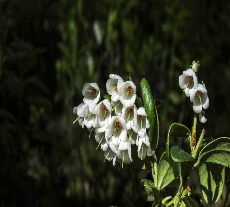 넌출월귤-크랜베리-꽃