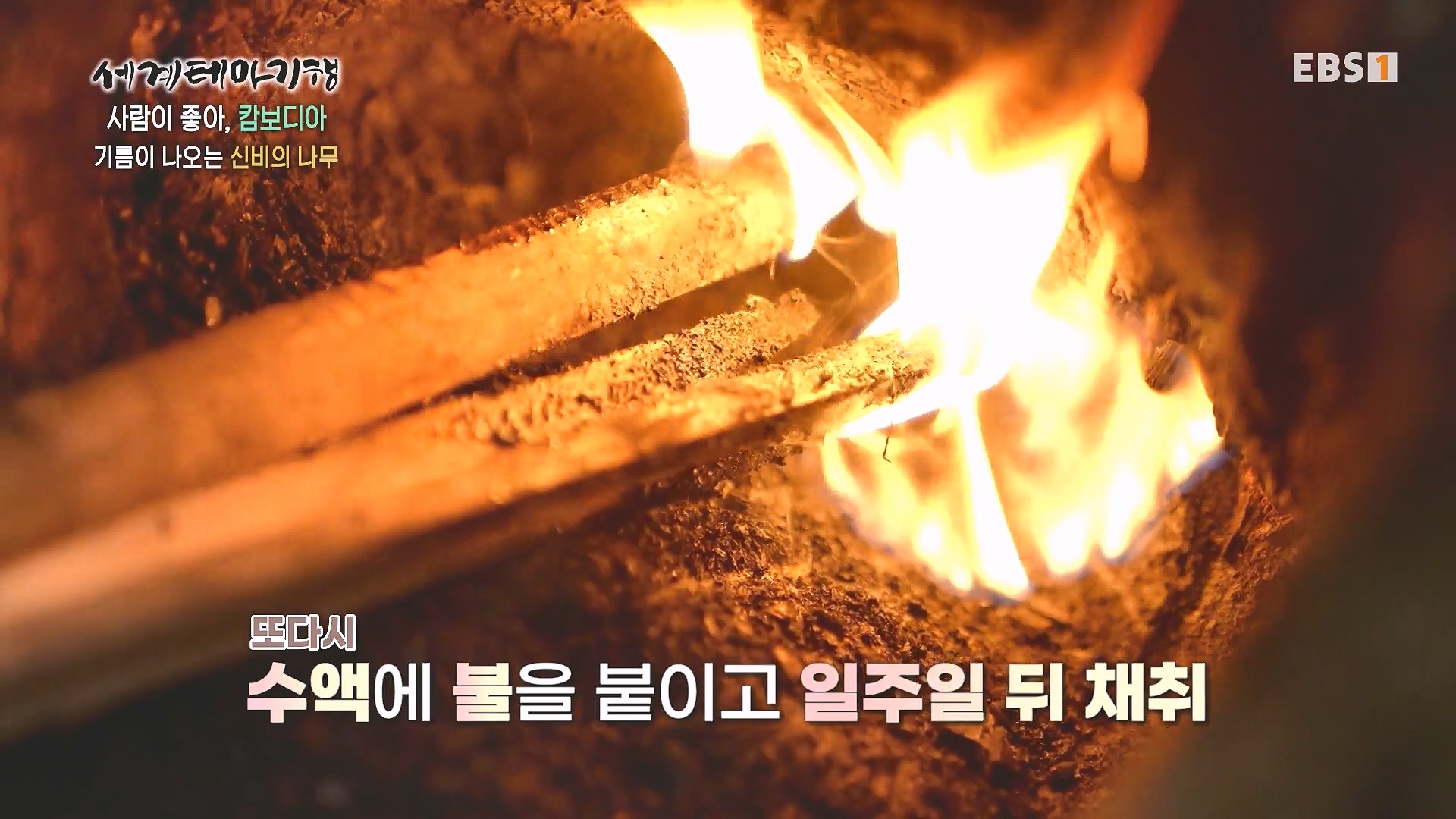 세계테마기행 240205 사람이 좋아, 캄보디아 -즐거운 나의 집, 몬둘키리0p.mp4_20240729_194648.793.jpg