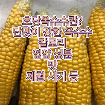 초당옥수수-칼로리-영양-성분-맛-제철