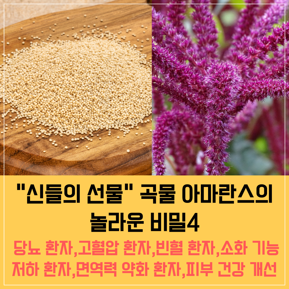 &quot;신들의 선물&quot; 곡물 아마란스의 놀라운 비밀4 : 단백질&#44;식이섬유&#44;미네랄의 보고