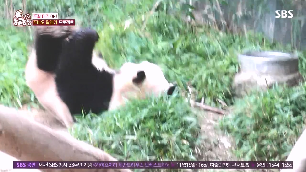 TV 동물농장.E1142.231023p-NEXT.mp4_20231022_173956.881.jpg