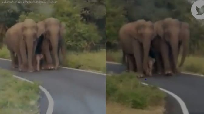 너무 귀여운 아기 코끼리 이야기 둘 VIDEO: Watch how this elephant herd protects a newborn baby