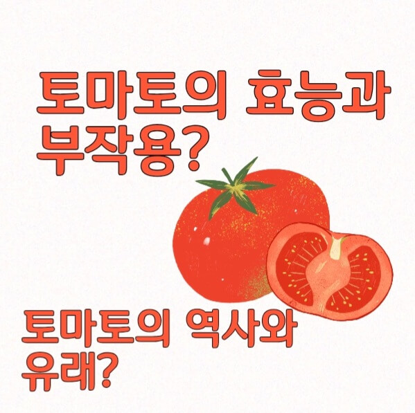 토마토 효능 부작용??