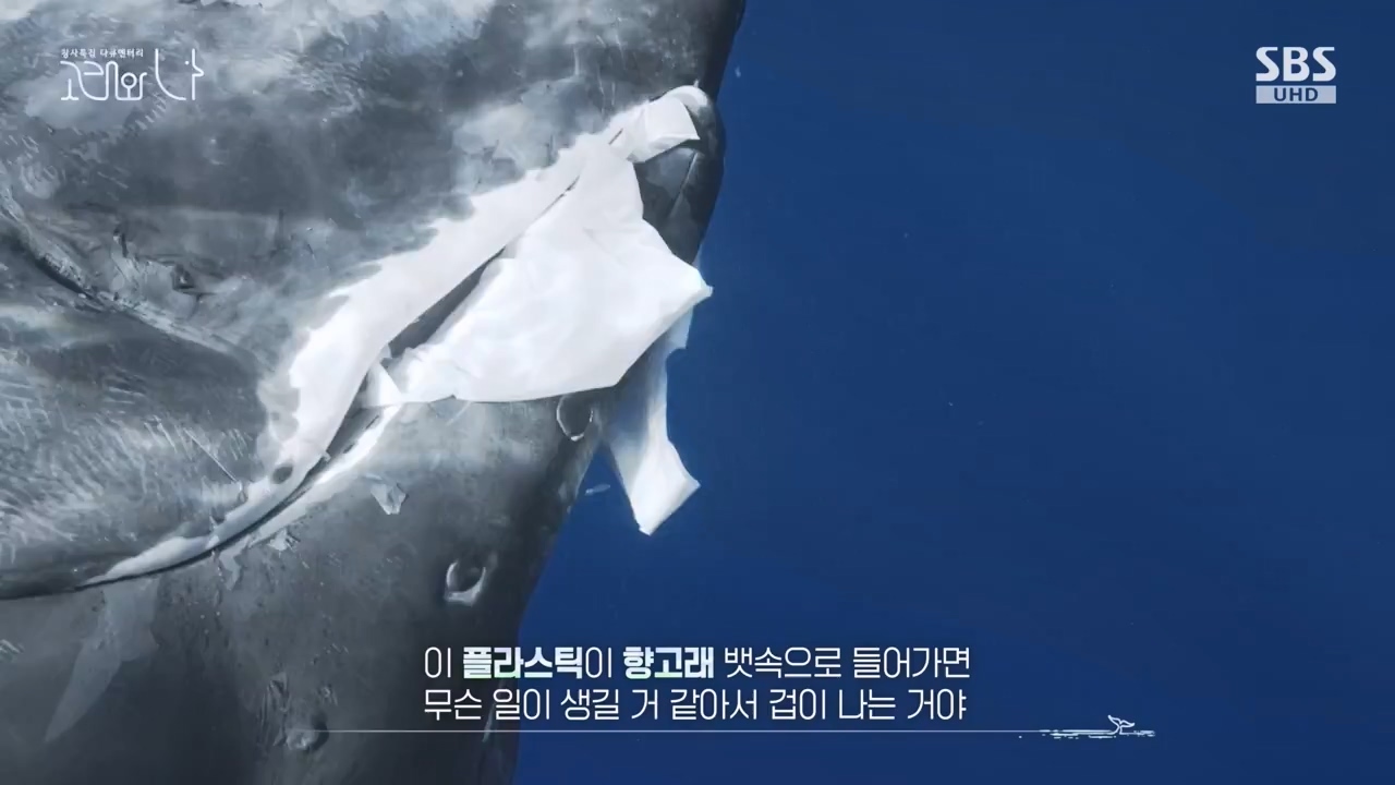 창사특집 다큐멘터리 고래와 나.E02.231126p-NEXT.mp4_20231126_163224.238.jpg