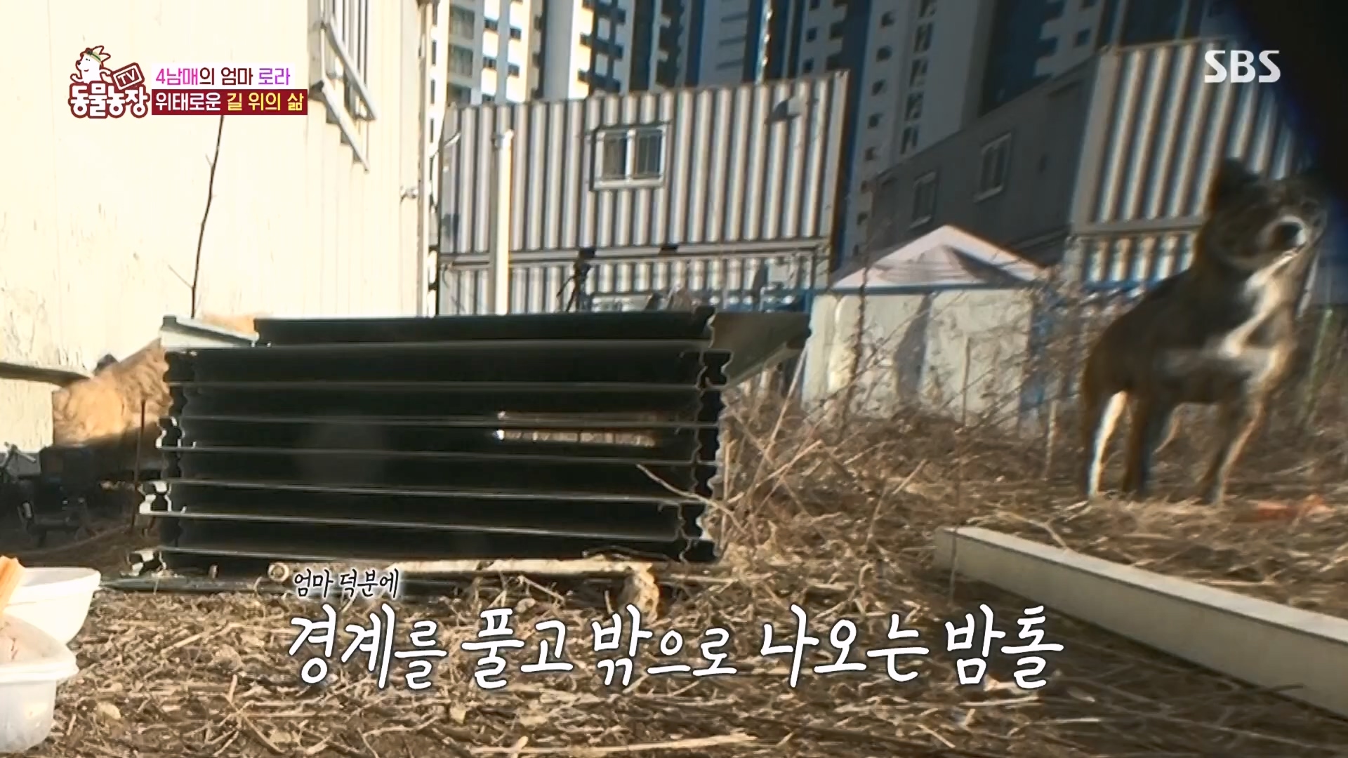 TV 동물농장.E1160.240225p.H264-F1RST.mp4_20240225_165120.742.jpg