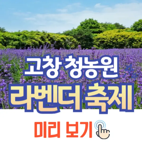 고창 청농원 라벤더 축제
