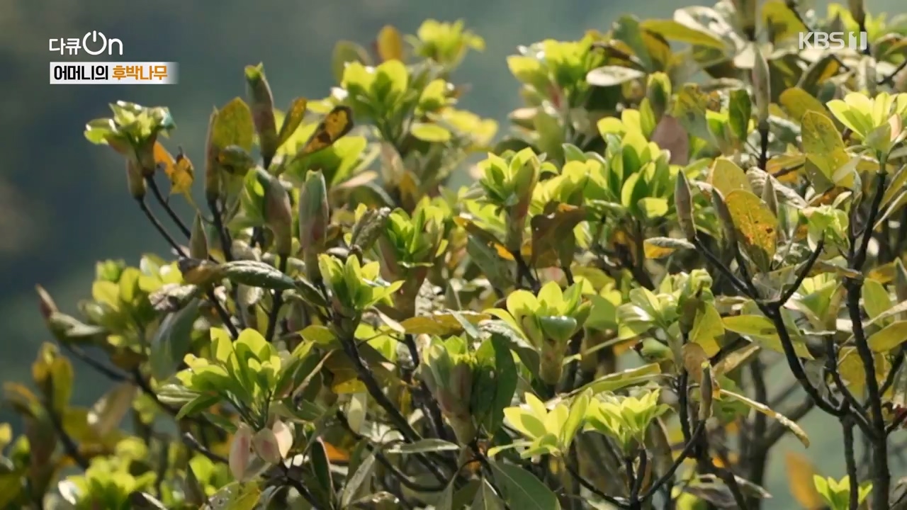 다큐 온.E209.230806p-NEXT.mp4_20230806_171244.867.jpg