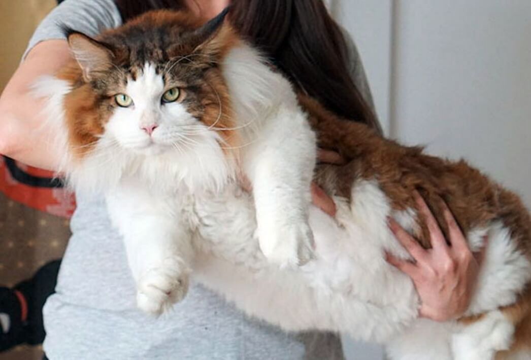 세계에서가장뚱뚱한고양이