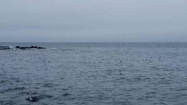 오소소 게스트하우스 남방큰돌고래