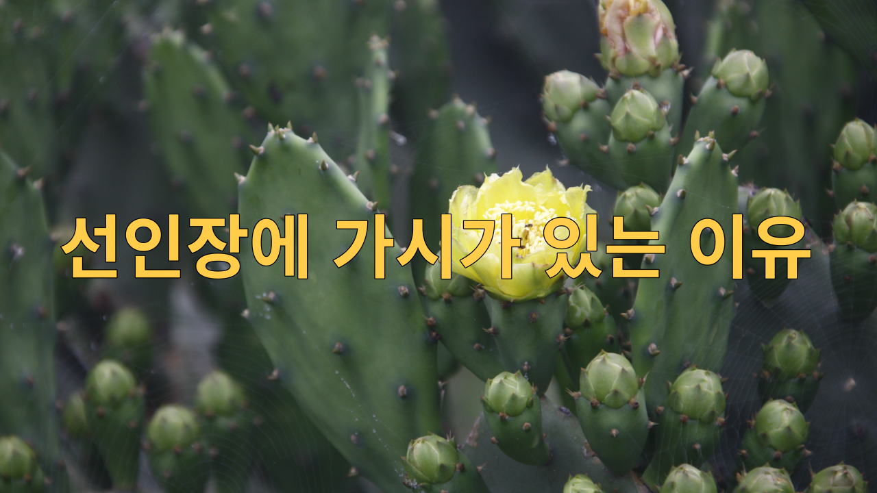  선인장에 가시가 있는 이유