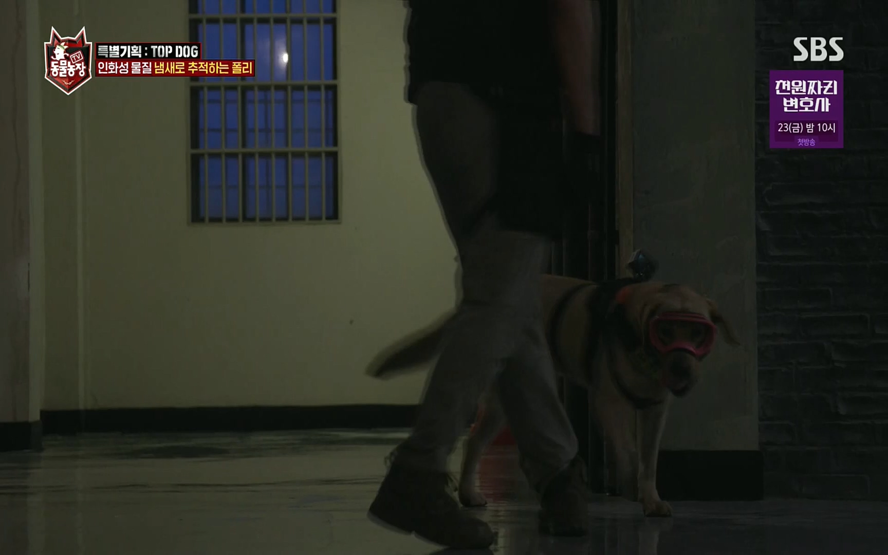 TV 동물농장.E1086.220911p.H264-F1RST.mp4_20220911_175420.794.jpg