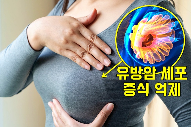 시래기 효능 항암식품 항산화식품 유방암 암세포 억제 효능, 생활 건강 팁줌 매일꿀정보