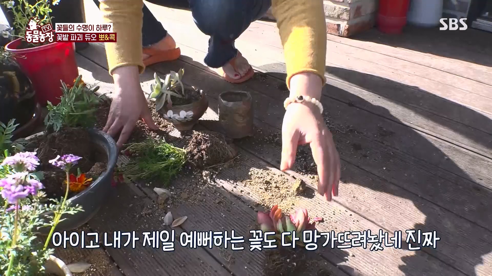 TV 동물농장.E1120.230514p.H264-F1RST.mp4_20230515_203524.495.jpg