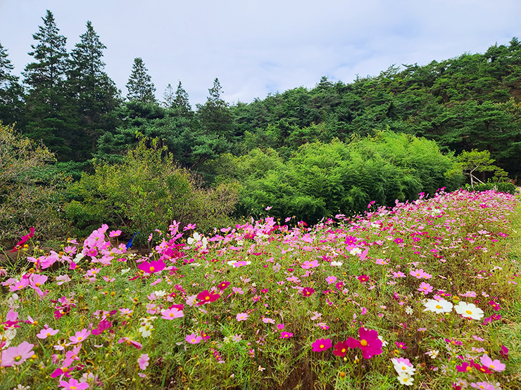 충남 걷기 좋은 숲길 국내여행 걷기 좋은 길, 36