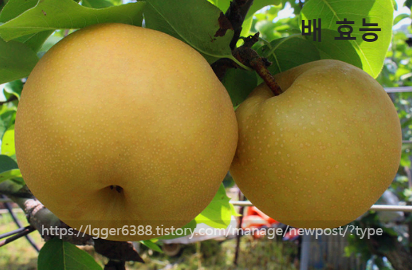  가을 제철 과일 '배' 보관법, 효능 배(Pear) 에 대해 알아보자