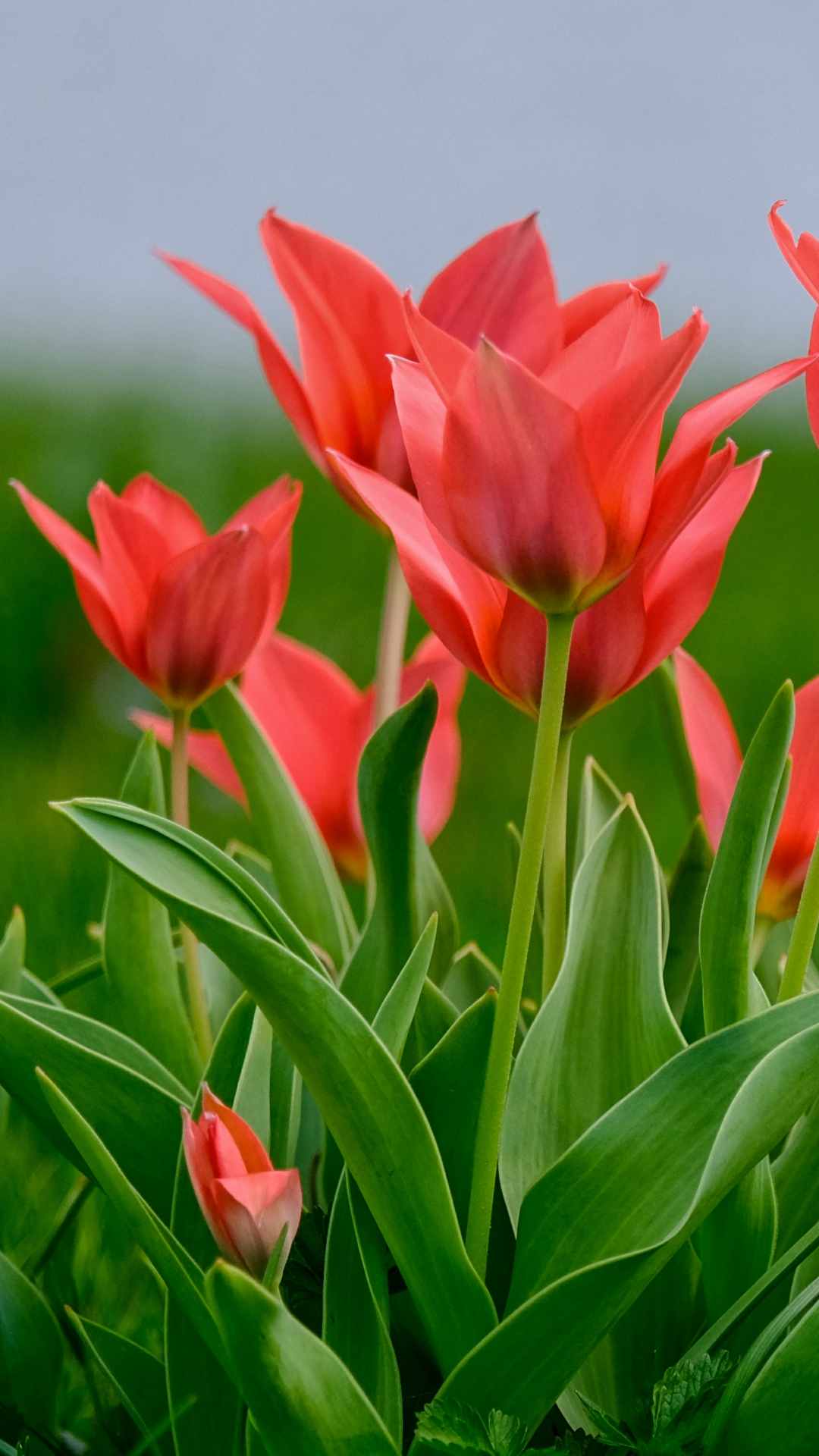 Tulip Flower iPhone Wallpaper