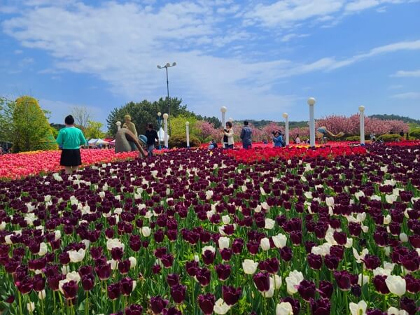 2025 태안 세계튤립꽃박람회 축제 일정, 입장료, 할인, 주차장, 근처 가볼만한 곳