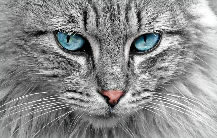  고양이 똥 : 설사 , 변비 , 혈변(피똥)