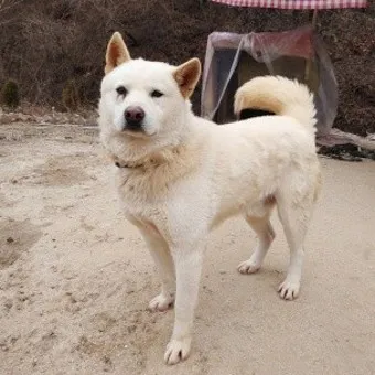 풍산개 분양 가격 수명 성격 장점 단점_5