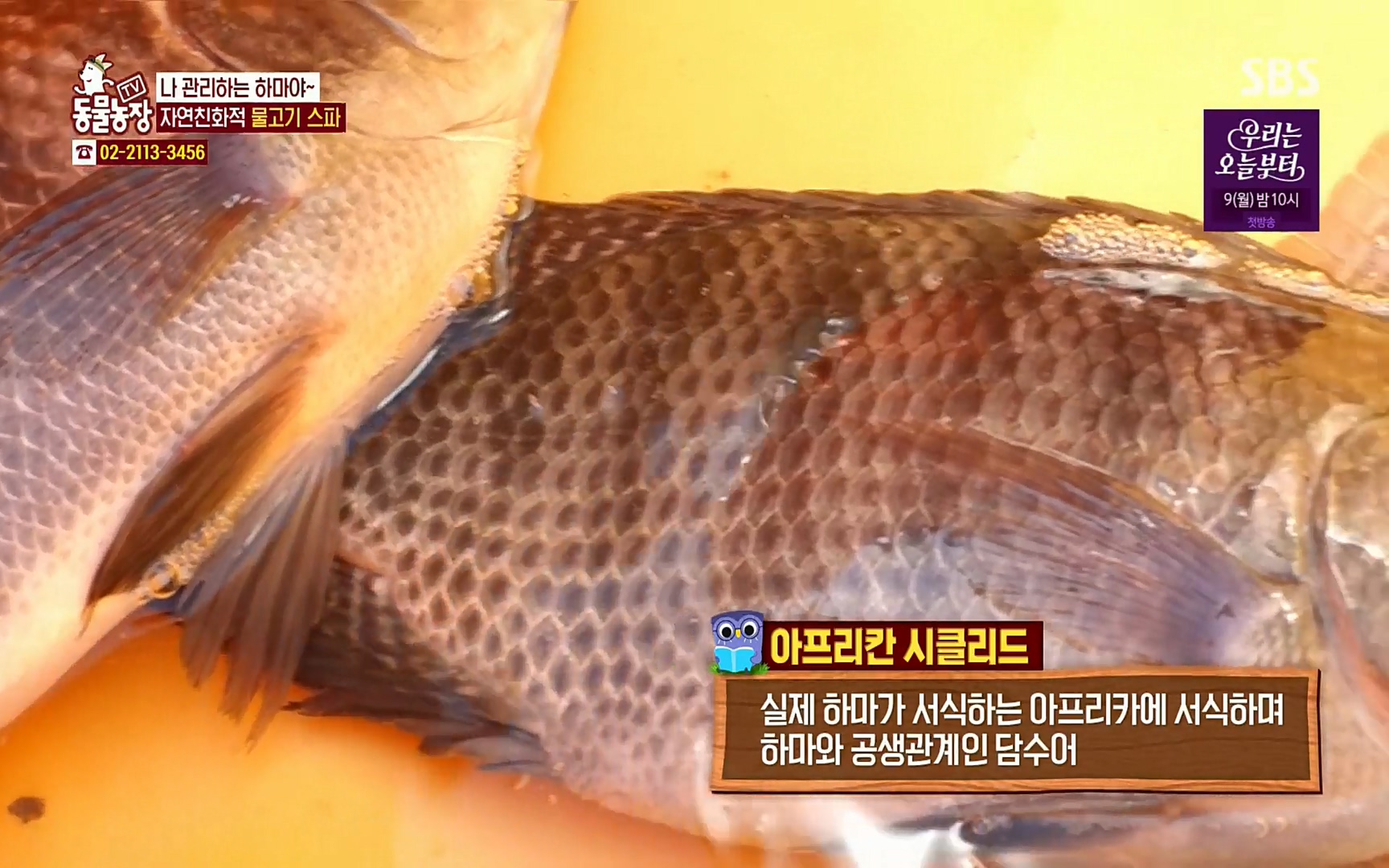 TV 동물농장.E1067.220501p.H264-F1RST.mp4_20220501_181849.619.jpg