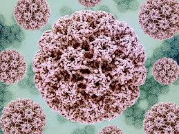 HPV 