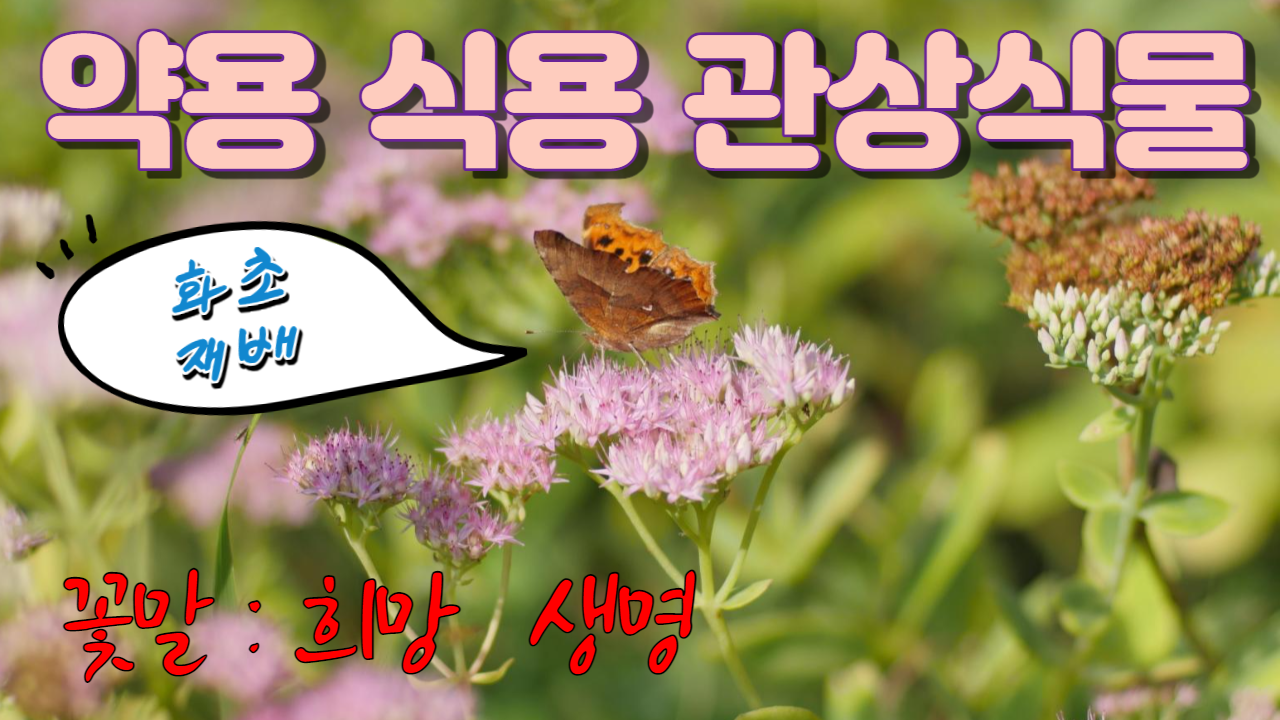  큰꿩의비름의 대하여....  효능