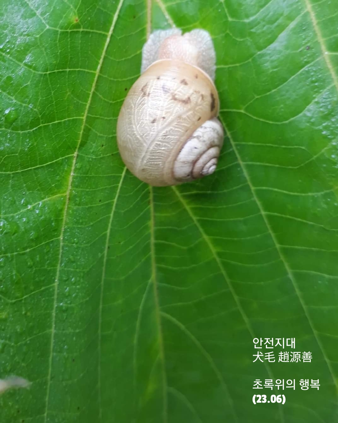 안전지대 이미지
