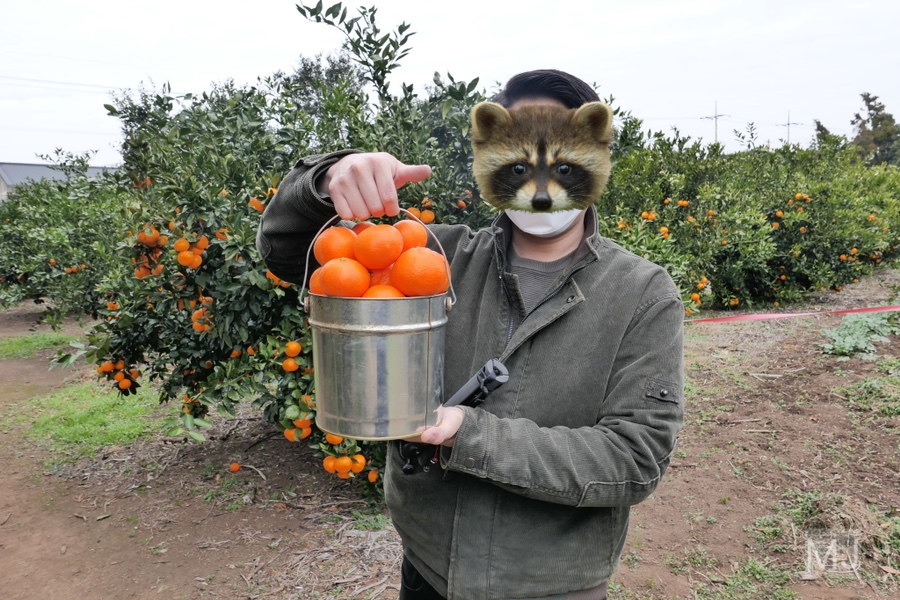 어린왕자 체험 in 감귤밭 카페 13