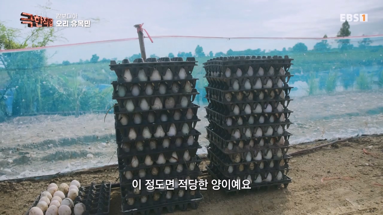 TV - 전 국민의 평생학교 EBS캄보디아 오리 유목민과 블루크랩 어부.mp4_20231223_175344.976.jpg
