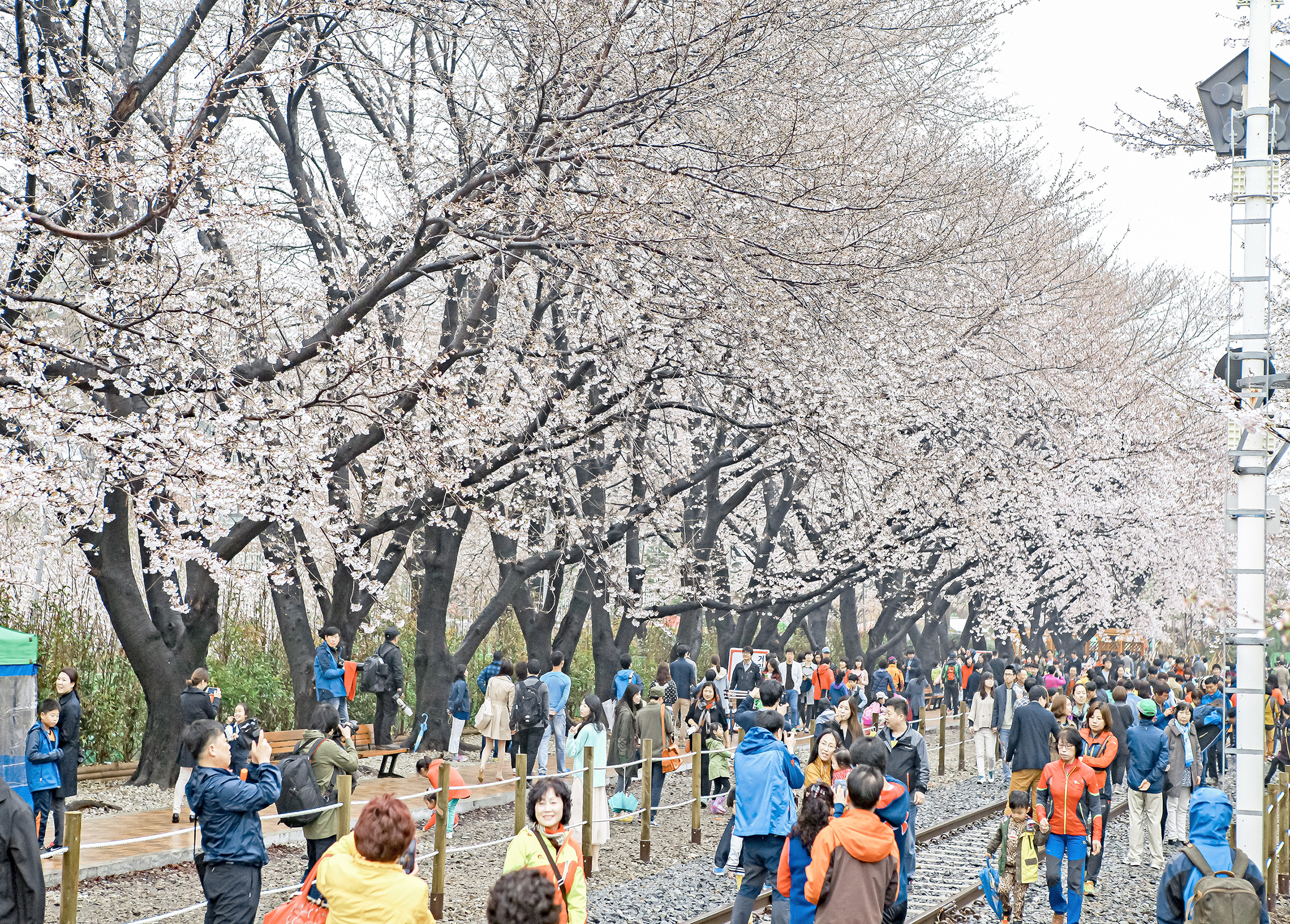 경화역 벚꽃길