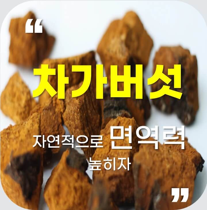 차가버섯