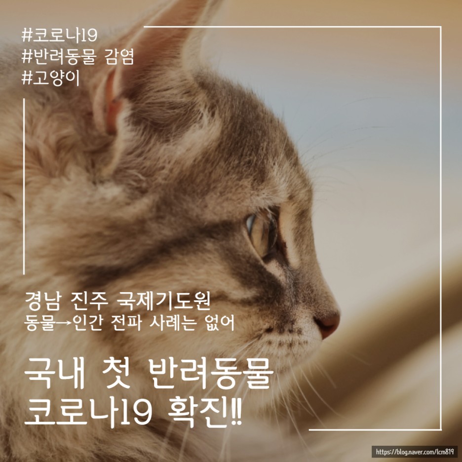  국내 첫 사례 반려동물 코로나19 확진 판정!