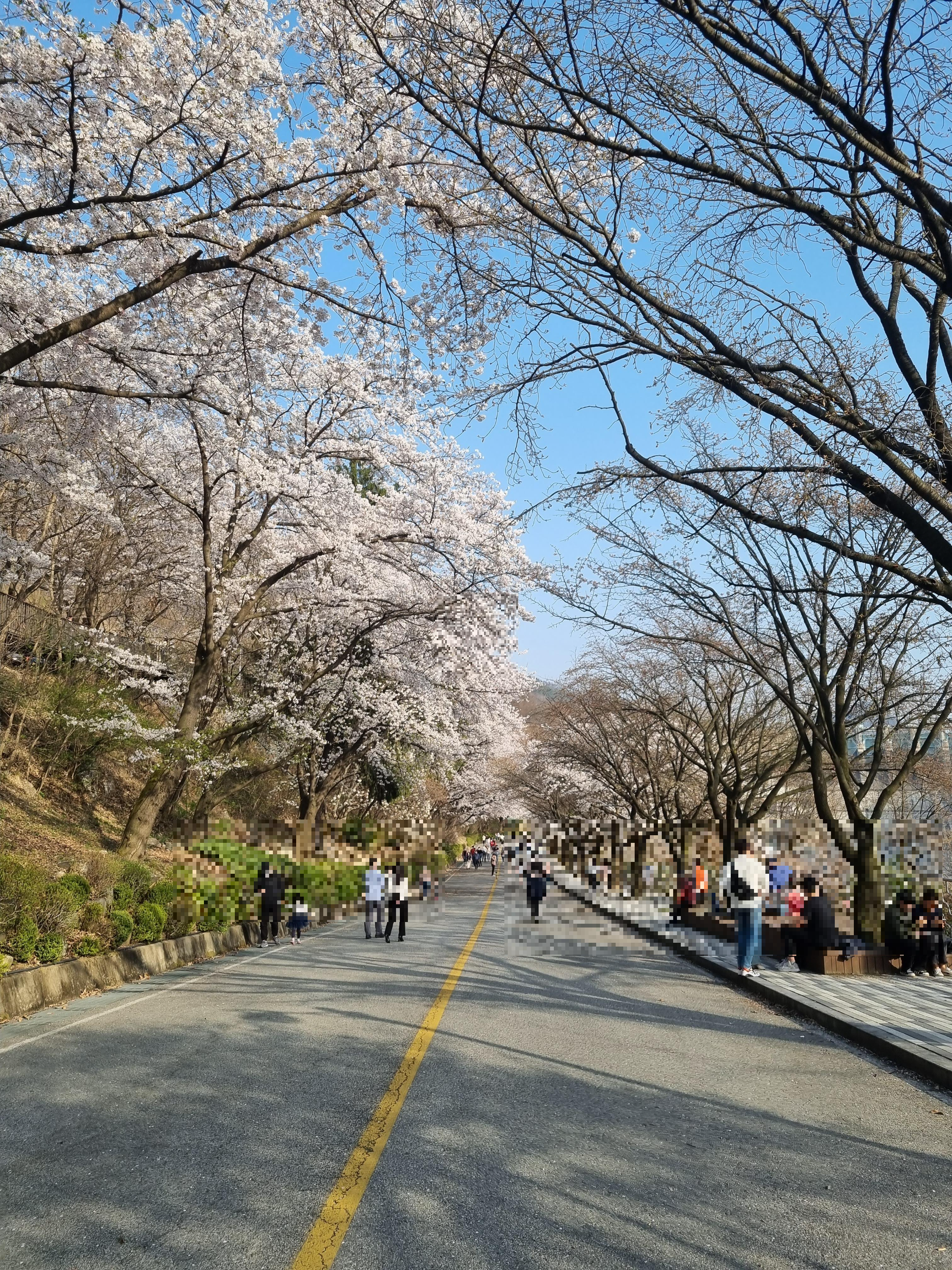 충주 벚꽃터널