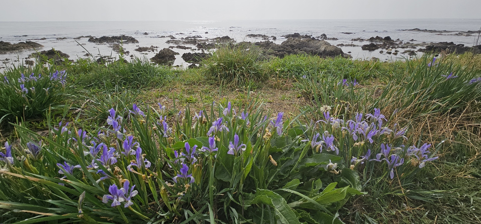 해변에서 본 아이리스 꽃 8