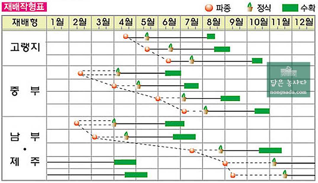 대박나 양배추 재배 시기 및 작형