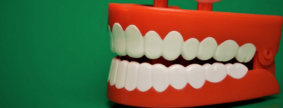 치아와 잇몸을 만든 구조물