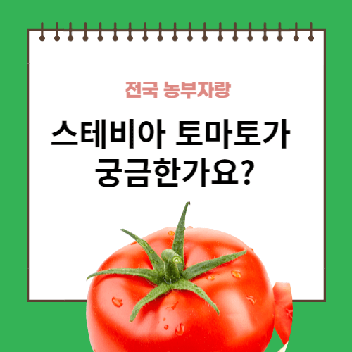 스테비아 토마토 모종