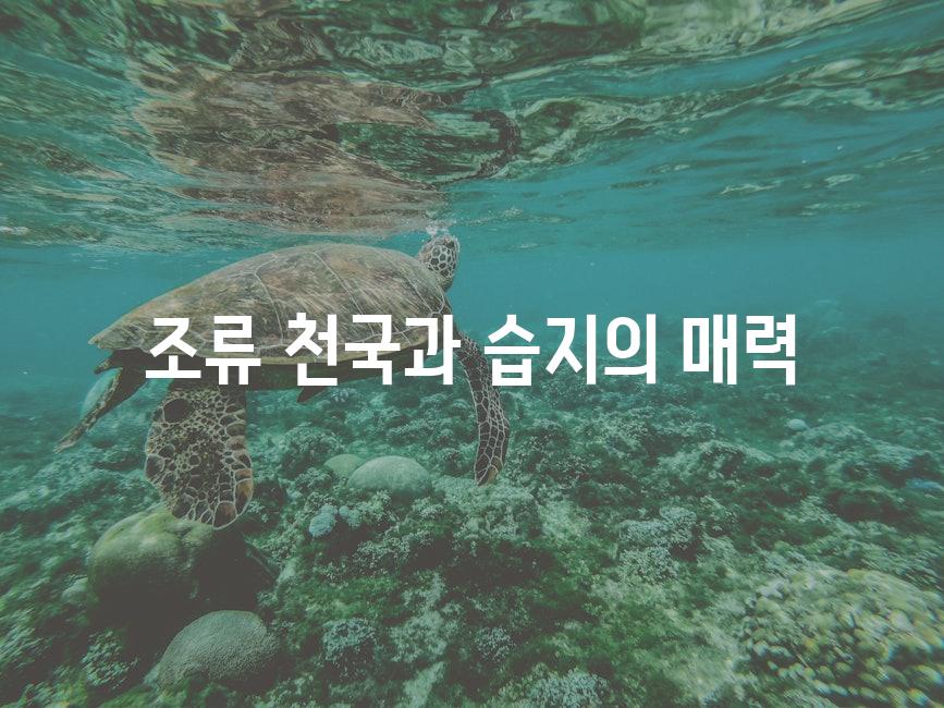 조류 천국과 습지의 매력